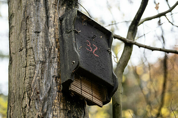 Fledermaus-Experte im Weserbergland