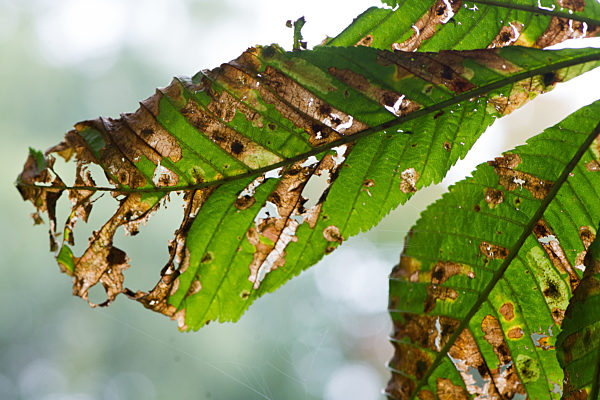 Miniermotten geschädigte Kastanienblätter