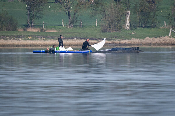 Rettungsaktion für den Buckelwal