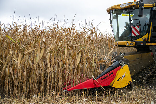 Maisernte in Franken