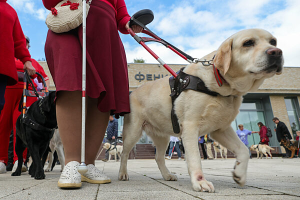 The work of guide dogs