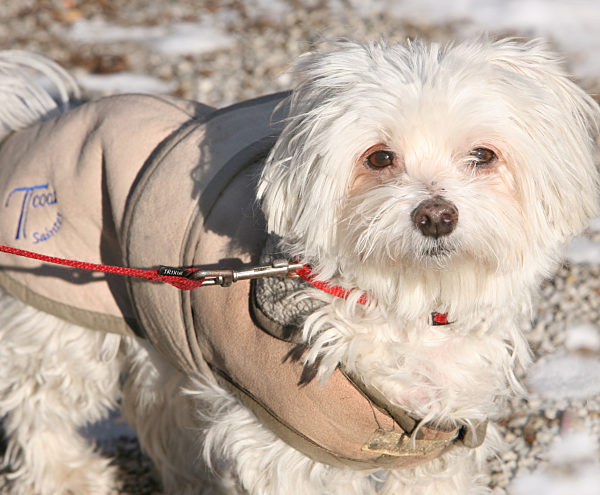 Hund im Wintermantel