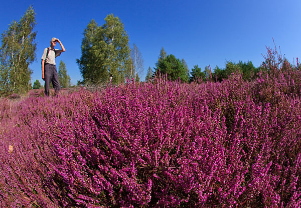 Heidekrautblüte im Naturschutzgebiet