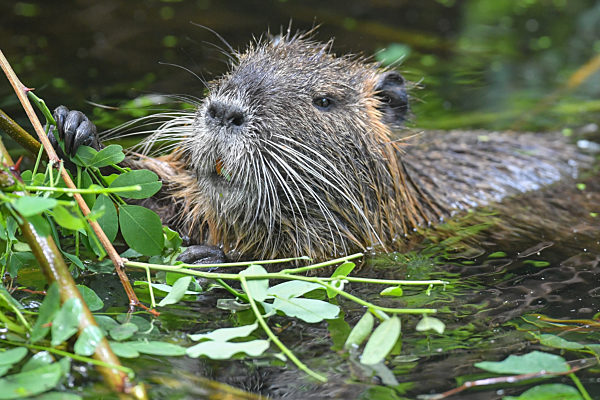 Nutria im Spreewald