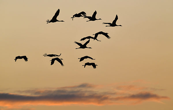 Kraniche am Brandenburger Himmel