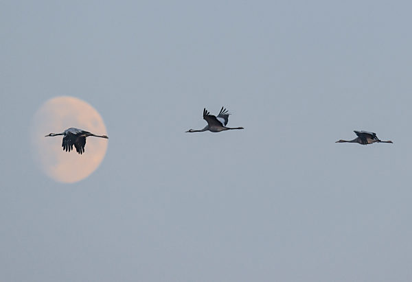 Kraniche am Brandenburger Himmel