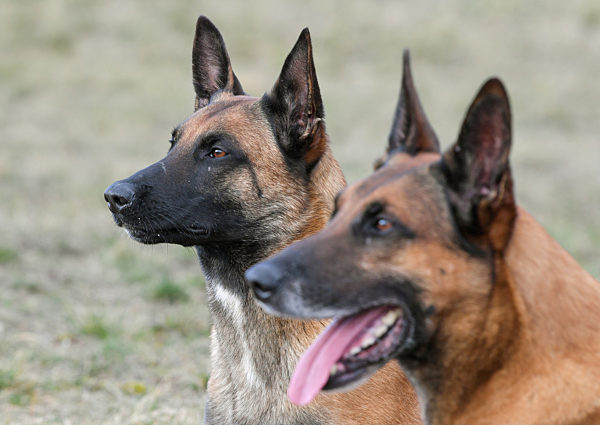 Hundesport - Fährtenhund