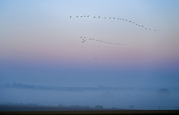 Kraniche am Morgenhimmel