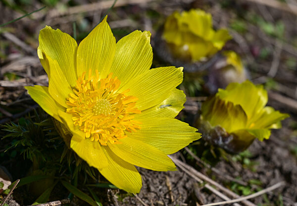 Adonisröschen beginnen zu blühen