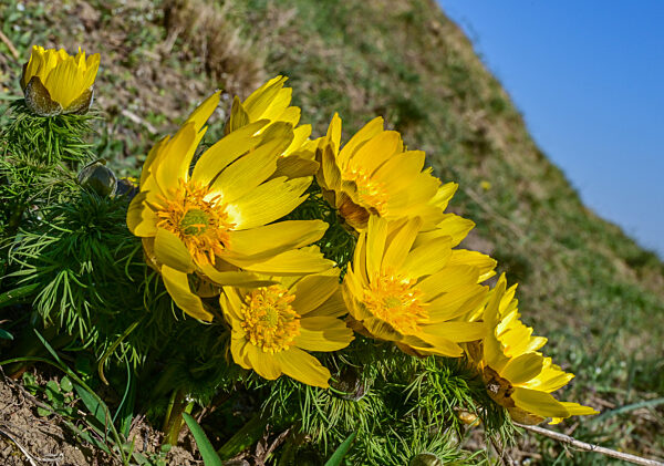 Adonisröschen blühen