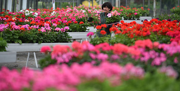 Bunte Blumenpracht für Haus und Garten