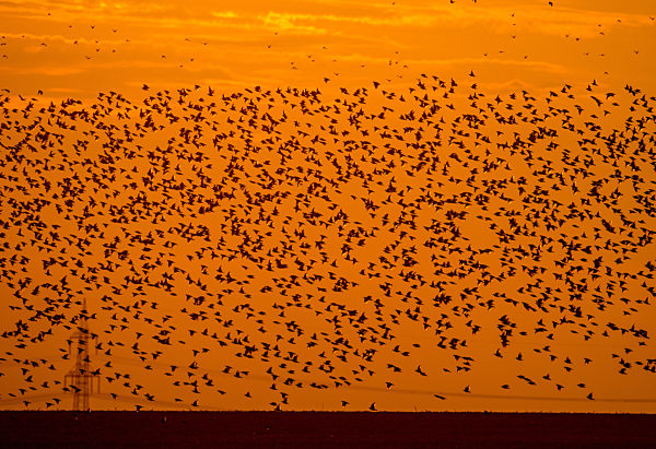 Stare fliegen in den Süden