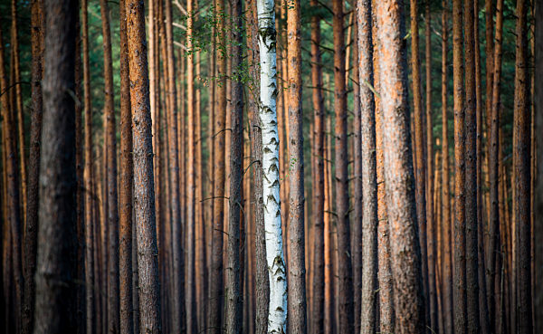 Herbststimmung im Wald
