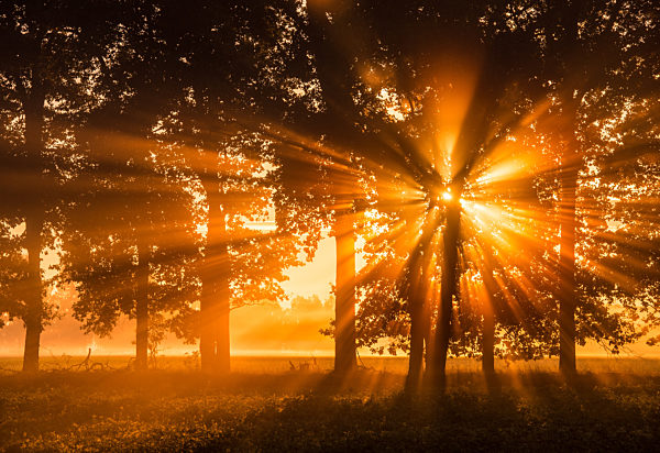 Goldener Herbstmorgen