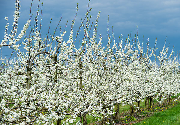 Obstbaumblüte