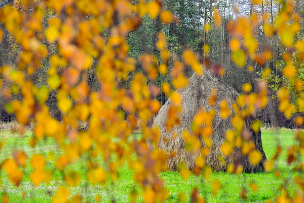 Herbst im Spreewald