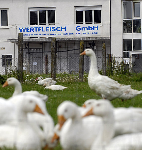 Gammelfleisch in Wertingen