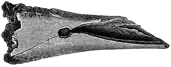 Oberschenkelknochen eines Löwen mit einem Bärenkiefer aufgeschlagen. Fundort: Hohlefels. 1/2 wirklicher Größe