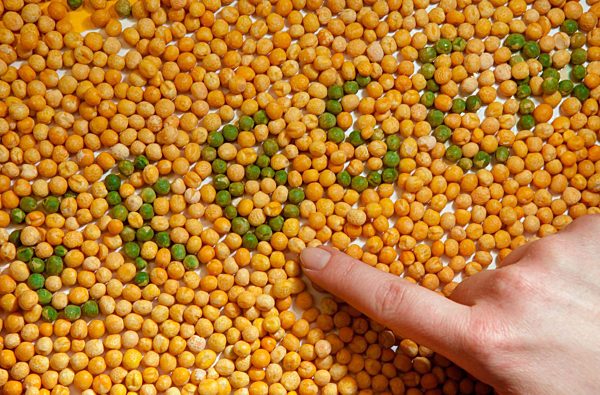 Gelbe und grüne Erbsen