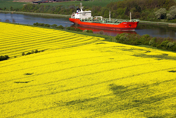 An blühenden Rapsfelder fährt ein Frachtschiff am Dienstag (06.05...