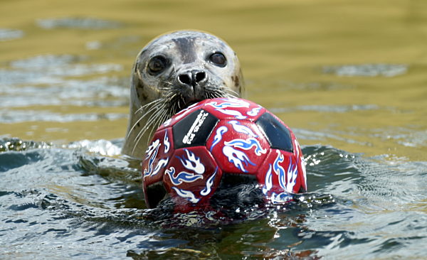 World Cup 2014 - Seehund spielt mit Fußball