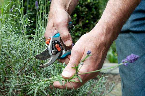 Pruning lavender