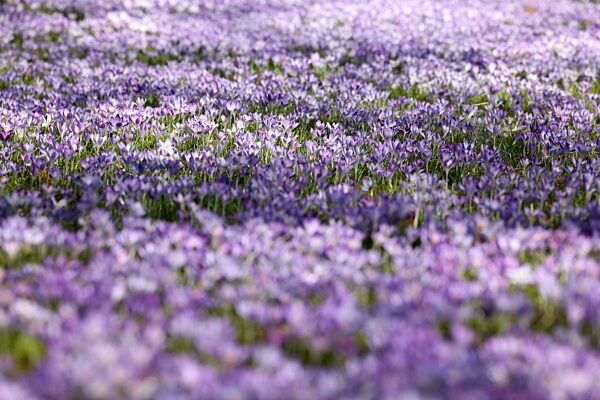 Fruehlingsboten (Frühlingsboten) im Siegerland