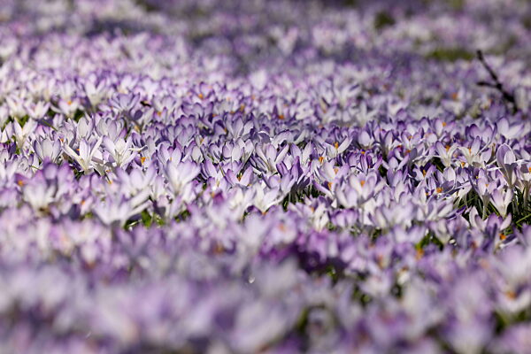 Fruehlingsboten (Frühlingsboten) im Siegerland