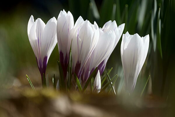 Winter im Siegerland