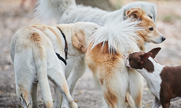 Strengere Regeln für Hundezüchter und Tiertransporte geplant