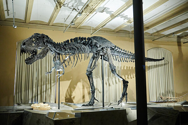 Tristan Otto wieder in Berlin: Dino-Austellung