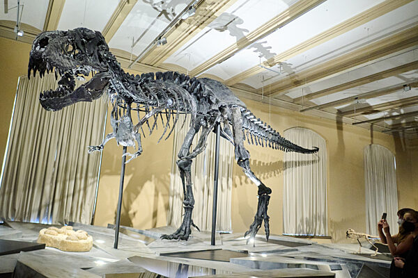 Tristan Otto wieder in Berlin: Dino-Austellung