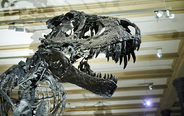 Tristan Otto wieder in Berlin: Dino-Austellung