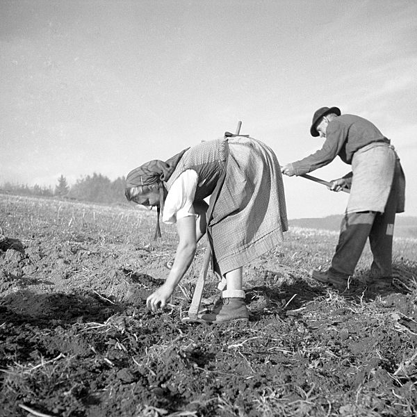 Landwirtschaft, Freiburg und Umgebung ca. 1945 - 1955