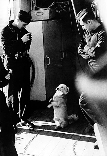 II. WK - Kriegsmarine - Bordhund 1941
