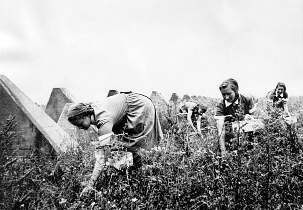 II. WK - Frauen vom Reichsarbeitsdienst als Erntehelferinnen 1940