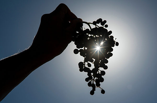 Weinproduktion bleibt Handarbeit