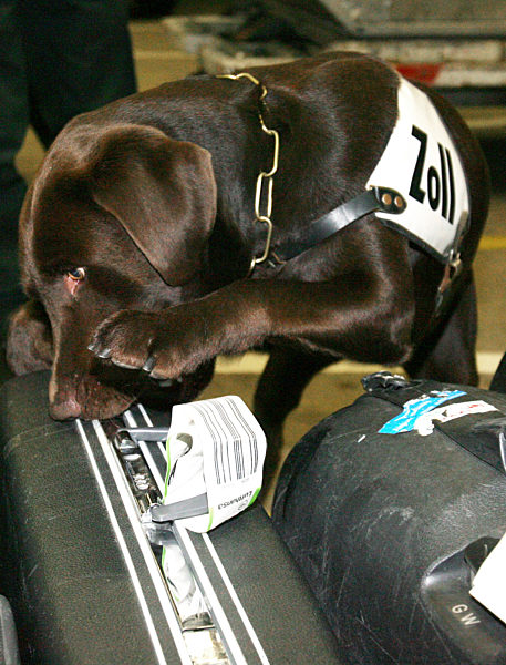 Durch heftiges Kratzen an einem Koffer zeigt der "Artenschutzspürhund" "Uno"...