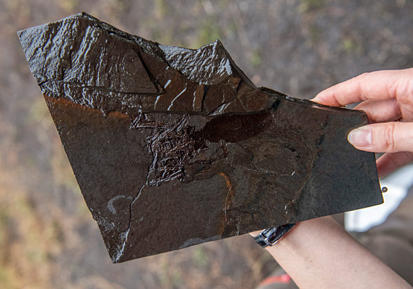 Forschung in der Grube Messel