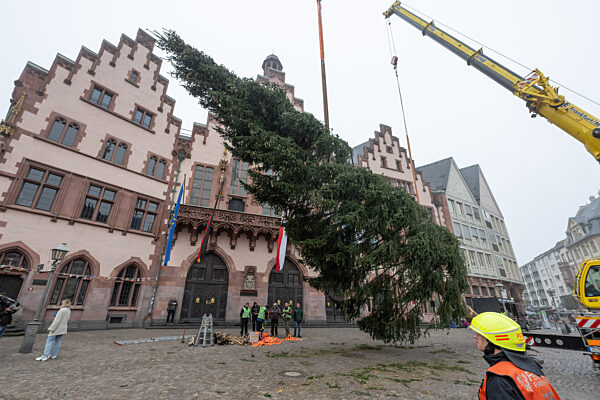 Frankfurter Weihnachtsbaum wird aufgestellt