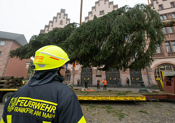 Frankfurter Weihnachtsbaum wird aufgestellt