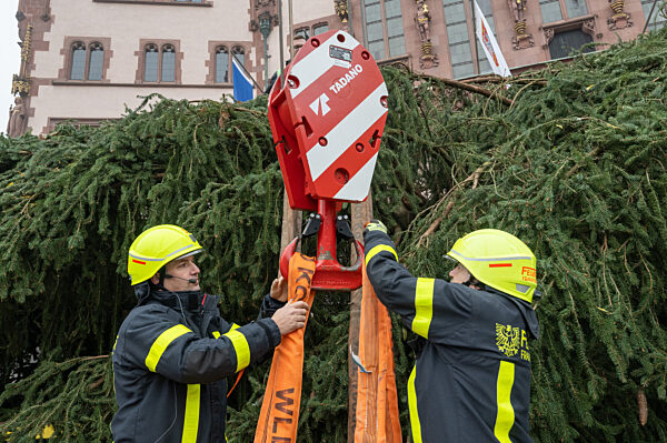 Frankfurter Weihnachtsbaum wird aufgestellt