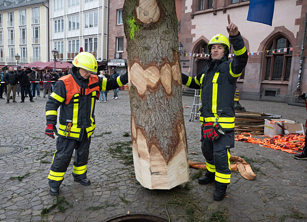Frankfurter Weihnachtsbaum wird aufgestellt
