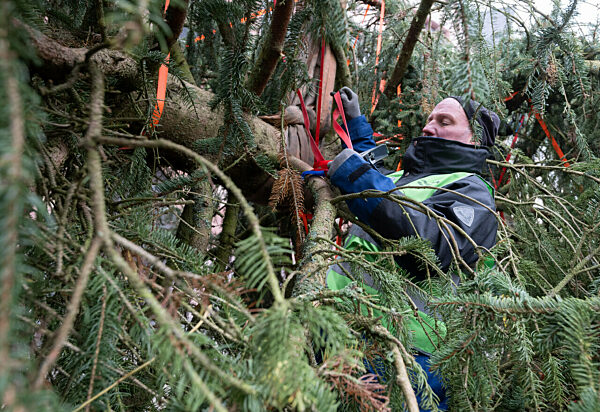 Frankfurter Weihnachtsbaum wird aufgestellt