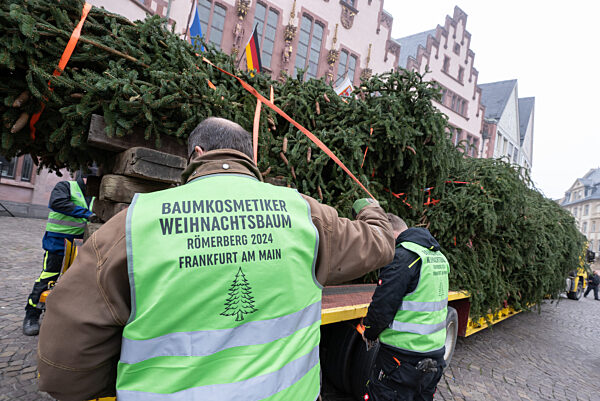 Frankfurter Weihnachtsbaum wird aufgestellt
