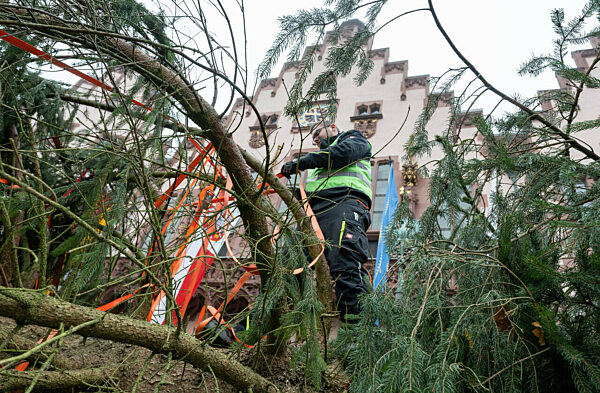 Frankfurter Weihnachtsbaum wird aufgestellt