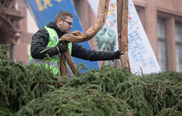 Frankfurter Weihnachtsbaum wird aufgestellt
