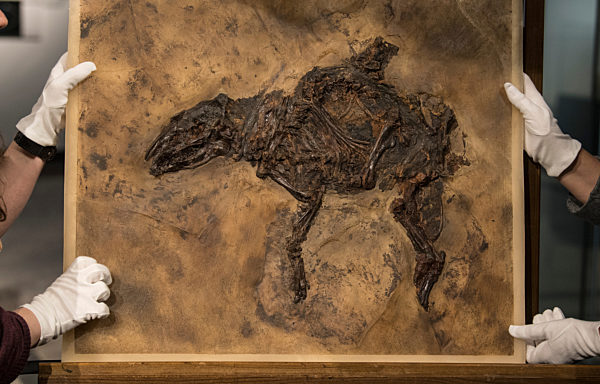 Neues "Urpferdchen" zieht ins Museum