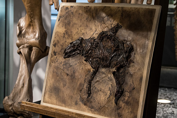 New primeval horses from the Messel pit