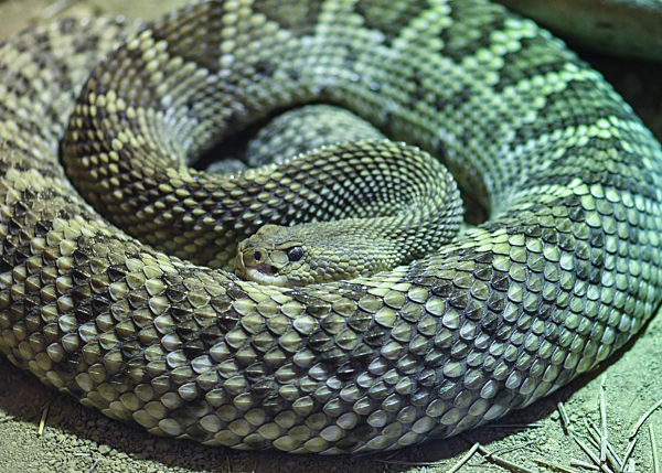 mexikanische Westkuesten- Klapperschlage (Crotalus basiliscus) , Gifttiere, Ausstellung: Tierisch giftig.